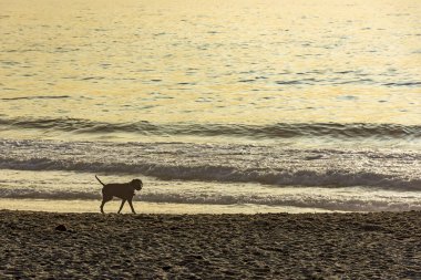 Bir yaz sabahı Rio de Janeiro 'da Ipanema kumsalında köpek yürüyordu.