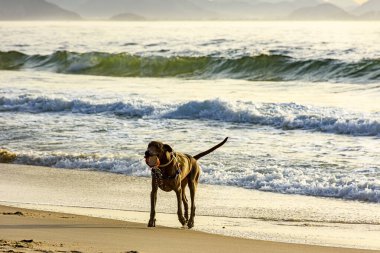 Bir yaz sabahı Rio de Janeiro 'daki Ipanema plajında köpek koşuyor ve oynuyor.