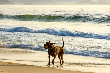 Bir yaz sabahı Rio de Janeiro 'daki Ipanema plajında köpek koşuyor ve oynuyor.