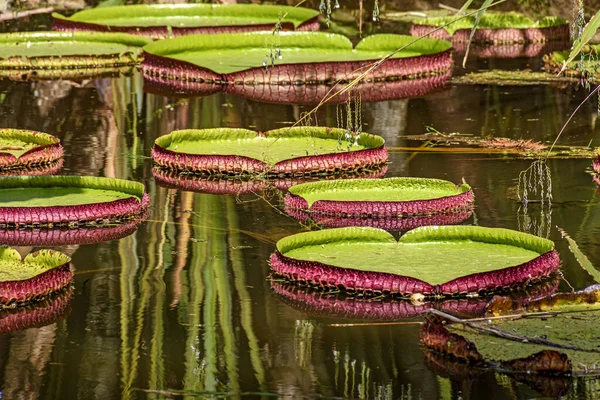 アマゾンの典型的な睡蓮湖の穏やかな水に浮かぶ特徴的な円形の形状 — ストック写真