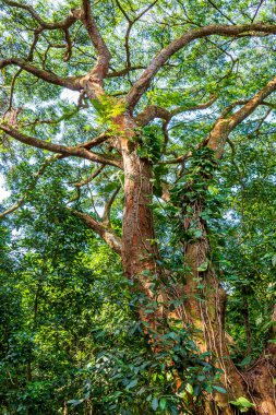 Rio de Janeiro 'nun korunmuş yağmur ormanlarında birçok bromeliad ve diğer parazitlerle dolu ağaç gövdesi.