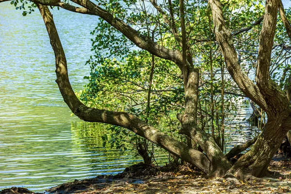Typical Mangrove Vegetation Gnarled Trees Coast Southeastern Brazil — стоковое фото