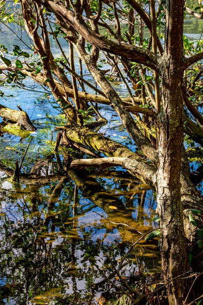 Типичная Растительность Мангровых Лесов Деревьями Корнями Затопленными Воде Освещенной Солнцем — стоковое фото