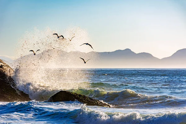 Seagulls Flying Sea Ipanema Beach Waves Background Dawn — Foto Stock