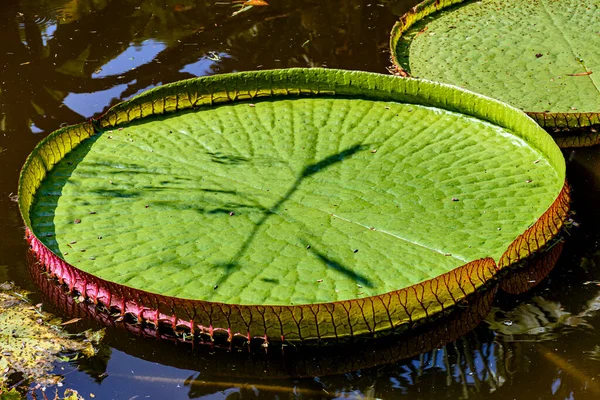 Great Green Victoria Regia Floating Calm Waters Lake Tropics — Fotografia de Stock