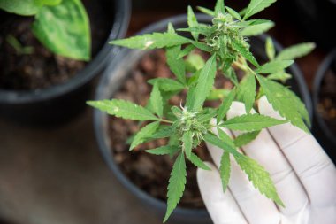 Tıbbi marihuana yaprakları, karanlık bir arka planda esrar, güzel bir arka plan, kapalı alanda tarım. Sağlıklı Bitki Konsepti