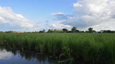 Tarlalarda yetişen pirinç bitkileri. Tayland yasemin pirinç tarlaları. Taze yeşil pirinç tarlaları, dünyanın en iyi yasemin pilavı.