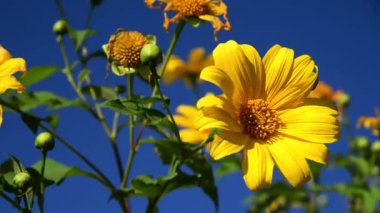 Tung Bua Tong Meksika ayçiçeği tarlasını kapatın Tayland 'ın Mae Hong Son eyaletinde.