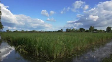 Tarlalarda yetişen pirinç bitkileri. Tayland yasemin pirinç tarlaları. Taze yeşil pirinç tarlaları, dünyanın en iyi yasemin pilavı.