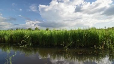 Tarlalarda yetişen pirinç bitkileri. Tayland yasemin pirinç tarlaları. Taze yeşil pirinç tarlaları, dünyanın en iyi yasemin pilavı.