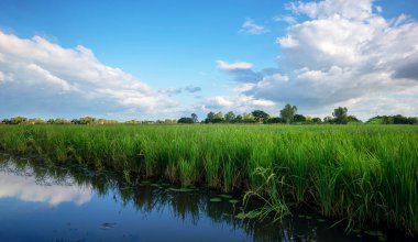 Tayland 'daki yasemin pirinç tarlaları, tarlalarda yetişen olgun pirinç bitkilerinin doğası..
