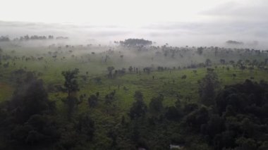 Thung Salaeng Luang Ulusal Parkı Ilık gündoğumunda parlayan güzel yeşil tepeler, Tayland Phetchabun Eyaleti 'nde dağın tepesinde sıcak renkli bir siluet ağacı
