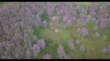 Mavi gökyüzünün altındaki ağaçta pembe kiraz çiçeklerinin güzel dallarının seçici odak noktası, bahar mevsiminde güzel Sakura çiçekleri, çiçek desenleri, doğa çiçekli arka plan..