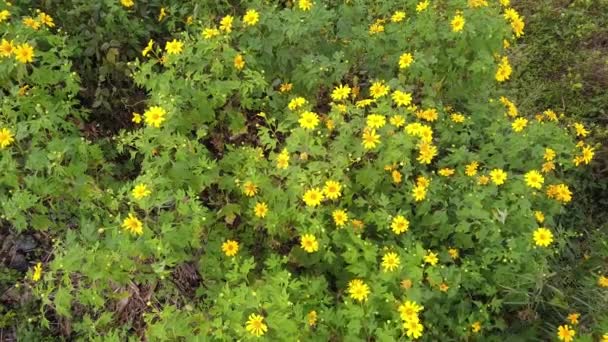 Tung Bua Tong Campo Girasol Mexicano Provincia Mae Hong Son — Vídeo de stock