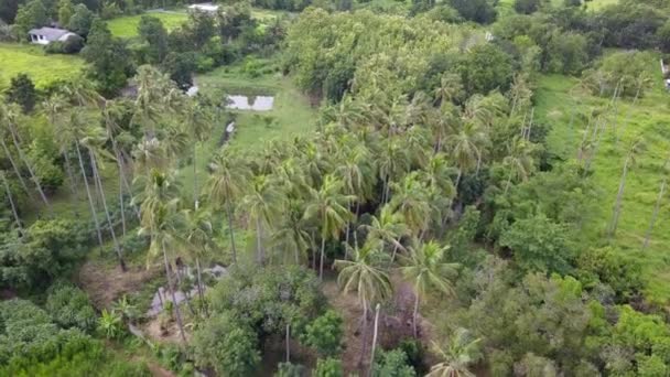 Blick Von Oben Auf Die Kokosnussplantage Tropische Thailandterfalls Klong Lan — Stockvideo