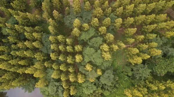 Draufsicht Fantastische Straße Inmitten Der Grünen Kiefern Eines Riesigen Waldes — Stockfoto