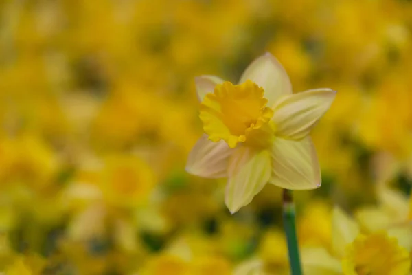 Καταπληκτικό Κίτρινο Daffodils Τομέα Λουλούδι Στο Φως Του Ήλιου Πρωί — Φωτογραφία Αρχείου