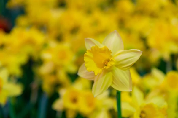 Καταπληκτικό Κίτρινο Daffodils Τομέα Λουλούδι Στο Φως Του Ήλιου Πρωί — Φωτογραφία Αρχείου