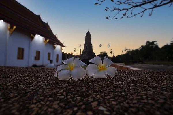 Primer Plano Flores Plumeria Amarillas Blancas Caen — Foto de Stock