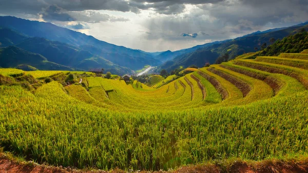 Vietnam Vietnam Paddy Fields Sapa Vietnam — Photo