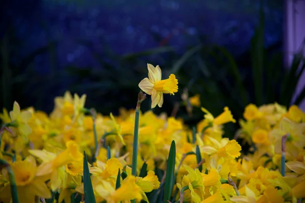 Verbazingwekkende Gele Narcissen Bloemenveld Ochtend Zonlicht Het Perfecte Beeld Voor — Stockfoto