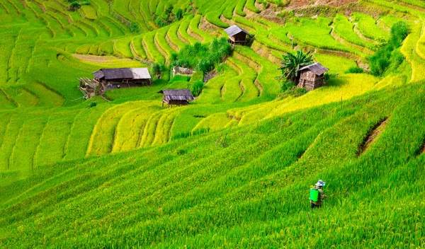 Cang Chai Rizière Terrasses Paysagères Près Sapa Vietnam — Photo
