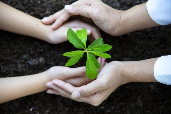 Groene Jonge Plant Ochtend Licht Natuur Achtergrond Begrip Dag Van — Stockfoto