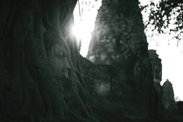 Tête Bouddha Enfermée Dans Les Racines Des Arbres Temple Wat — Photo