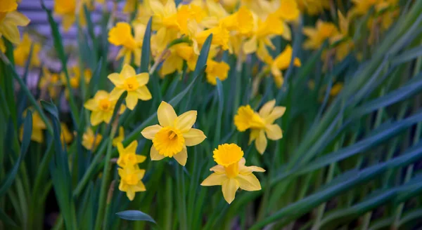 Fundo Bela Primavera Natureza Com Flores Daffodil Foco Seletivo Amarelo — Fotografia de Stock
