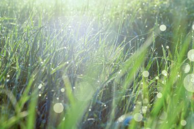 Yeşil çimlerin üzerinde sabah çiği. Odaklanmamış resim