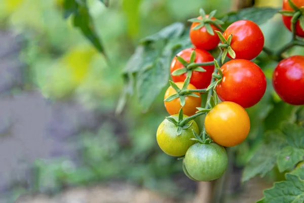 Tomaten wachsen am Stiel im Gartenbeet — Stockfoto