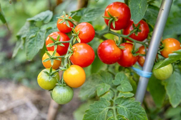 Tomaten wachsen am Stiel im Gartenbeet — Stockfoto