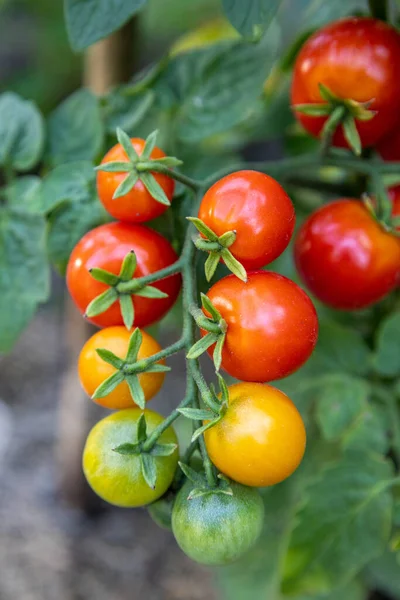 Tomaten wachsen am Stiel im Gartenbeet — Stockfoto