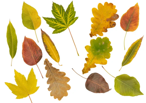 Set of autumn leaves of different colors isolated white — Stock Photo, Image