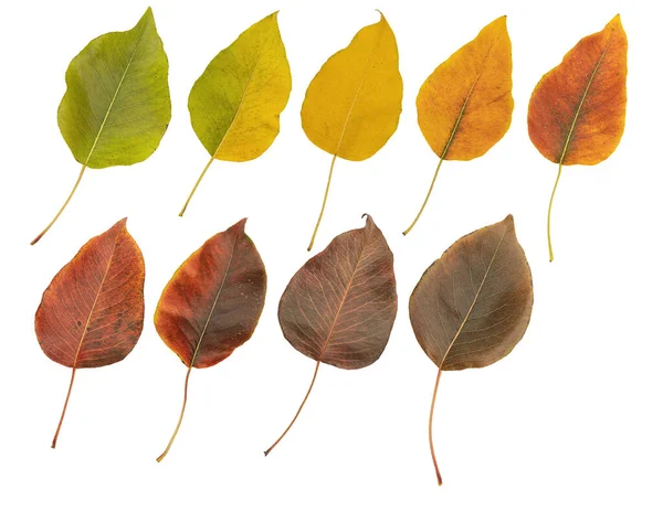 Conjunto de folhas de outono de diferentes cores de árvores de fruto isolado branco — Fotografia de Stock