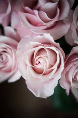 Pahalı bir bukette pembe gül tomurcukları