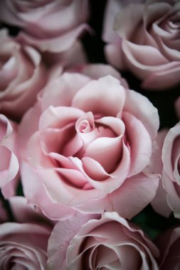 Pahalı bir bukette pembe gül tomurcukları