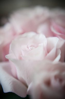 Pahalı bir bukette pembe gül tomurcukları