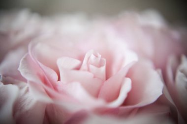 Pahalı bir bukette pembe gül tomurcukları