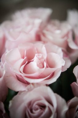 Pahalı bir bukette pembe gül tomurcukları