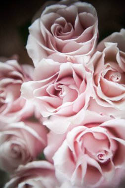 Pahalı bir bukette pembe gül tomurcukları