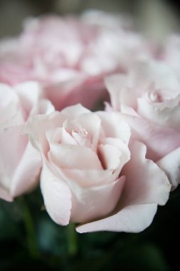 Pahalı bir bukette pembe gül tomurcukları