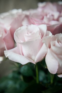 Pahalı bir bukette pembe gül tomurcukları