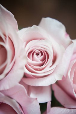 Pahalı bir bukette pembe gül tomurcukları