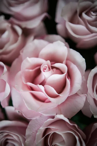Arge Buds Pink Roses Expensive Bouquet —  Fotos de Stock