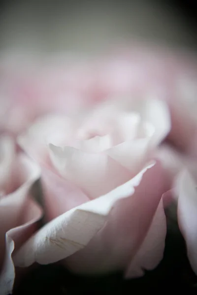 粉红玫瑰在昂贵的花束中的拱形花蕾 — 图库照片