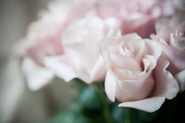 Arge Buds Pink Roses Expensive Bouquet — Fotografia de Stock