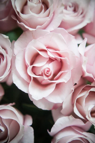 粉红玫瑰在昂贵的花束中的拱形花蕾 — 图库照片
