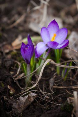Ormandaki ilk bahar çiçekleri turuncu kabuklu parlak mor ve sarı timsahlar