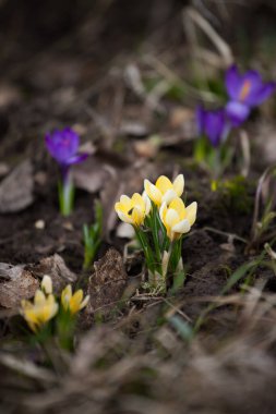 Ormandaki ilk bahar çiçekleri turuncu kabuklu parlak mor ve sarı timsahlar